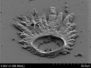 First prize for &ldquo;Tungsten Corolla Towards Stellar Energy'&rdquo;